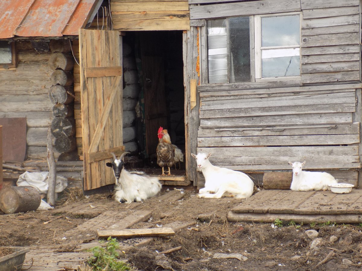 Деревенские животные