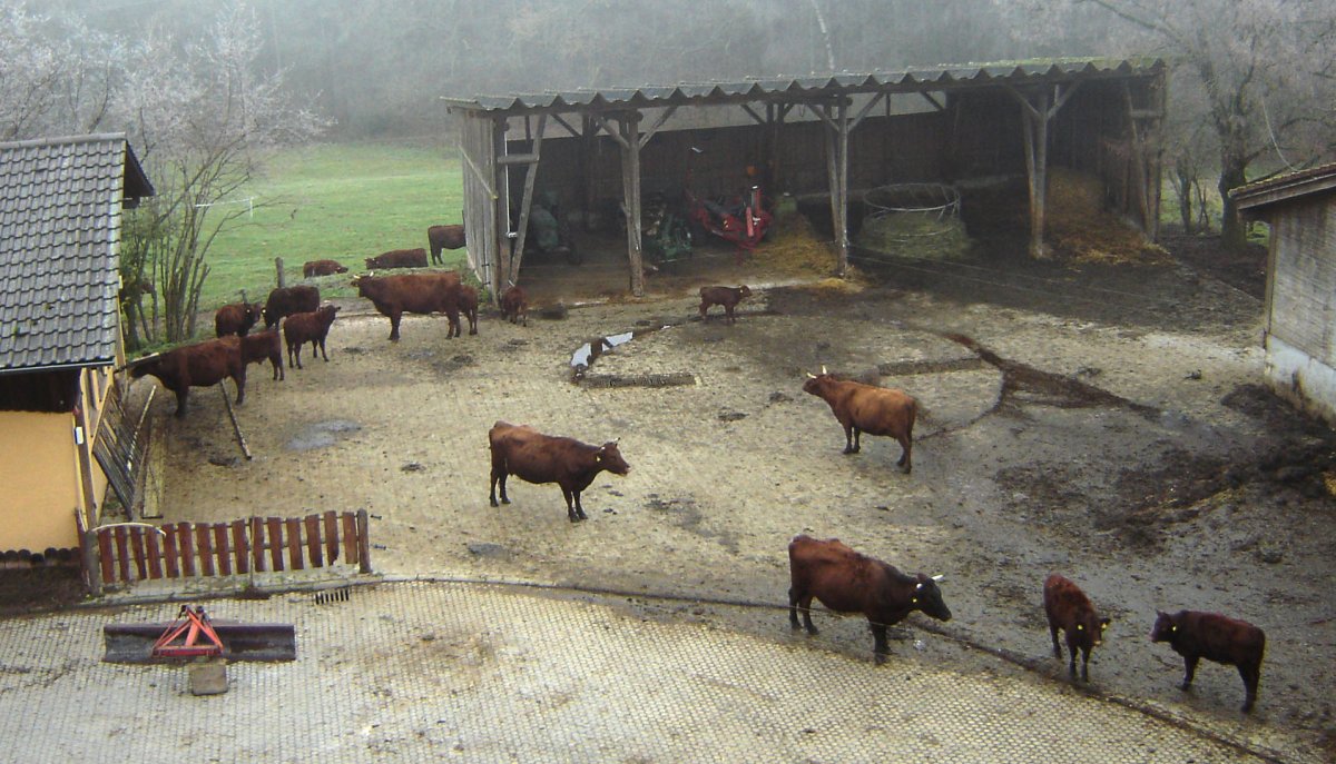 Флаг скотного двора