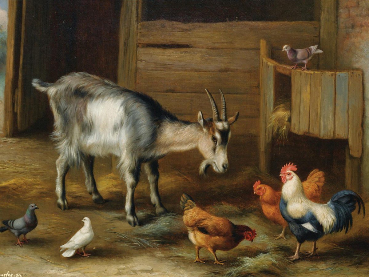 Домашние животные