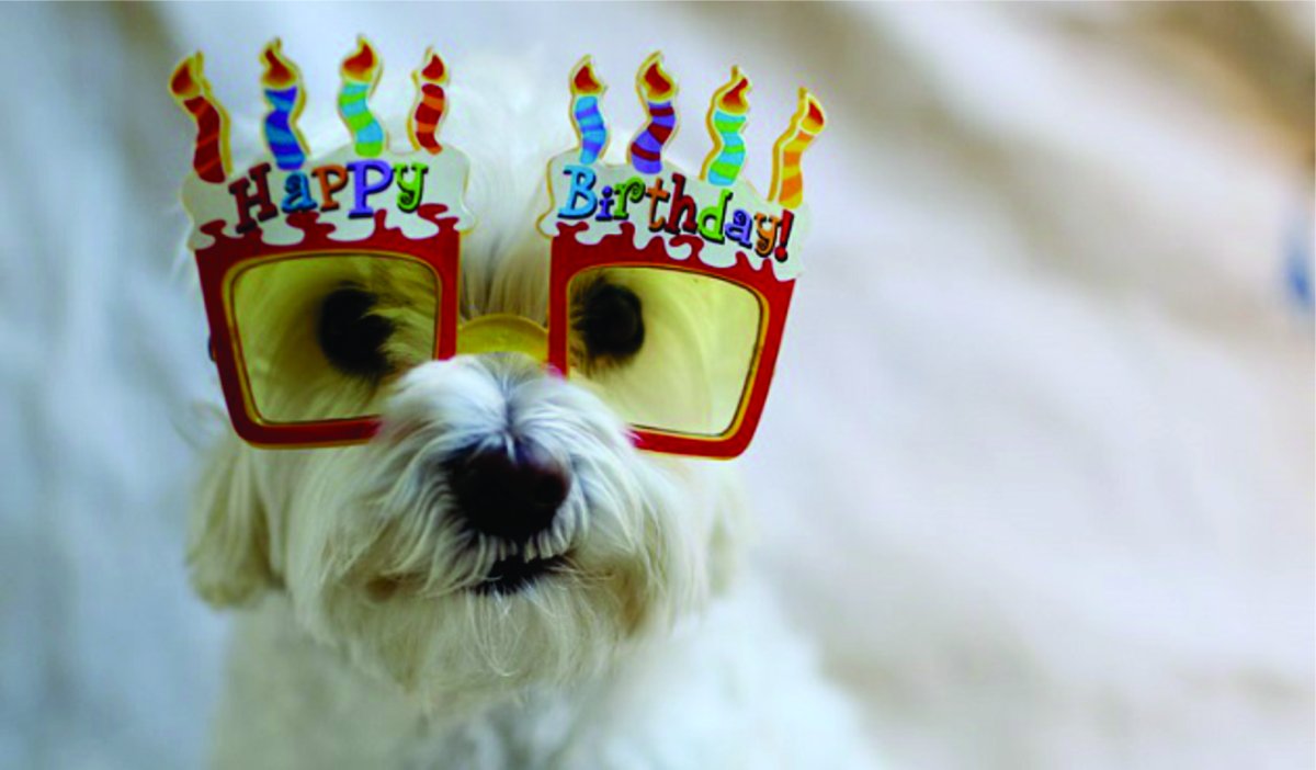 День рождения собаки