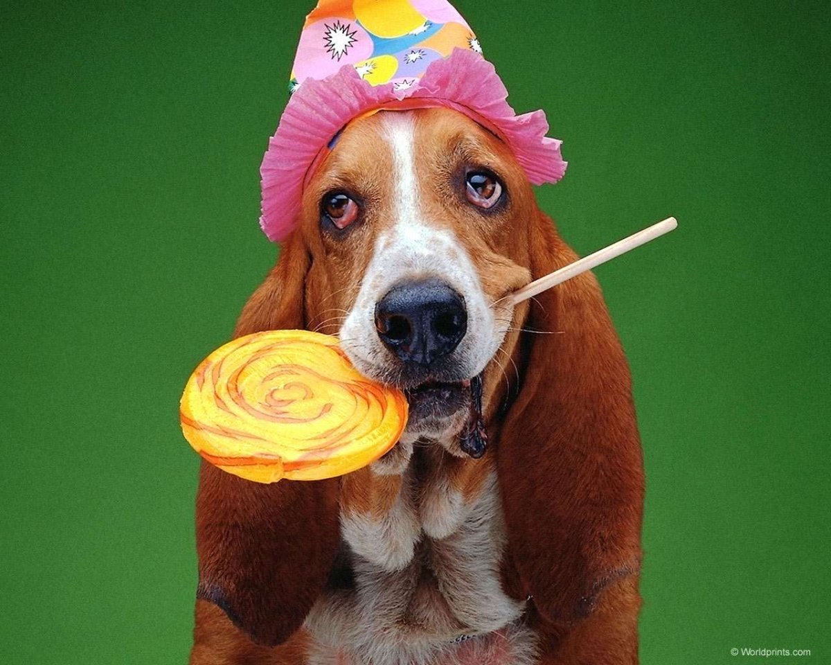 С днём рождения собаки прикольные
