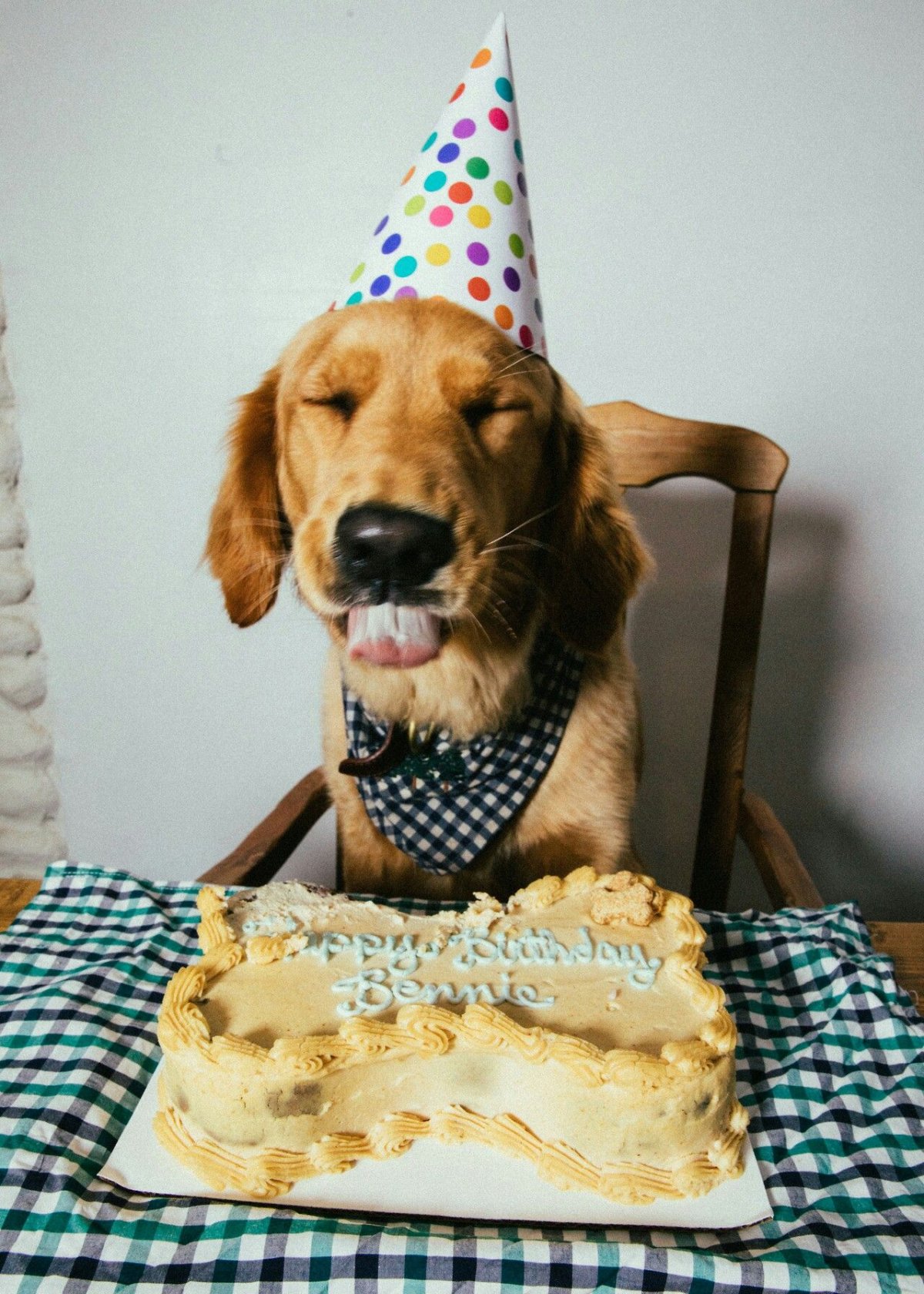 С днем рождения животные