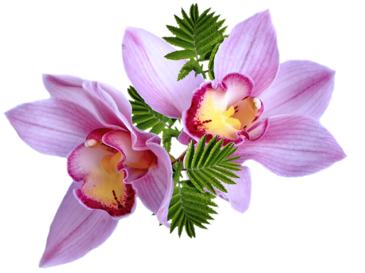 Цветы на белом фоне