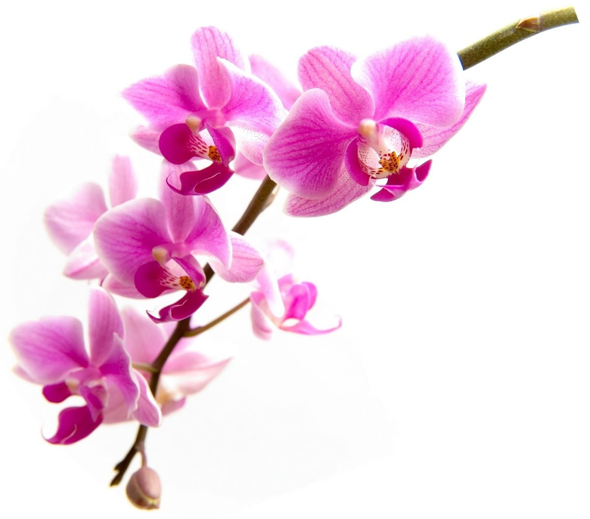 Орхидея Бпнг