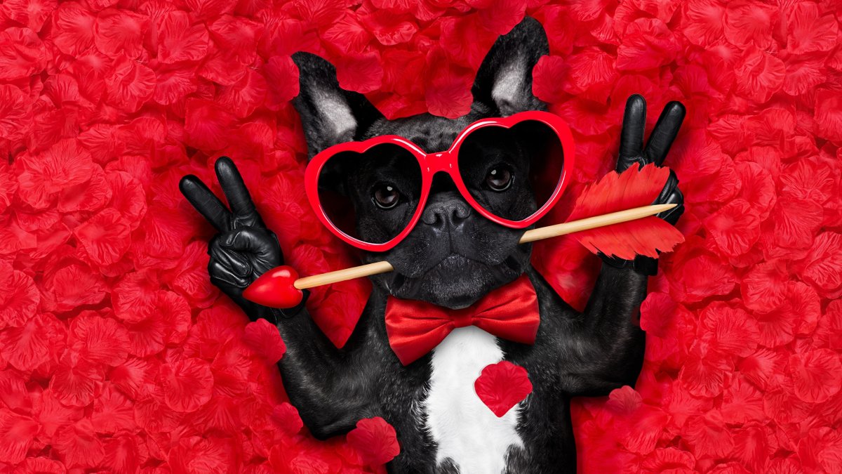 Открытка с днем рождения с мопсиком