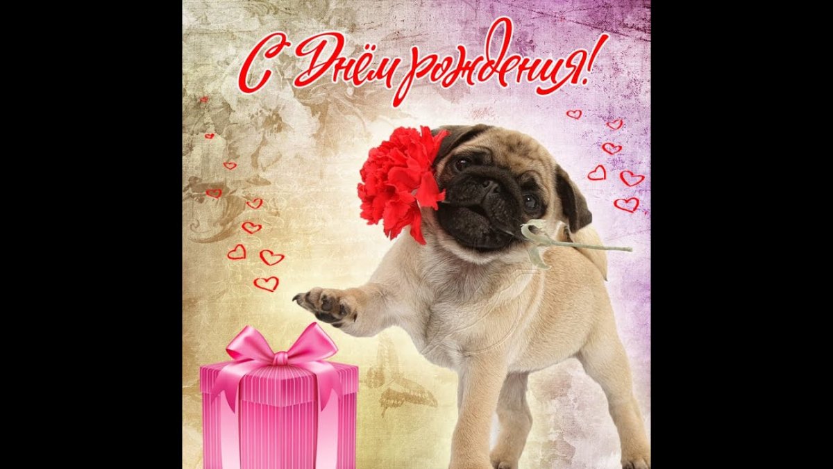 С днём рождения девушке с мопсом