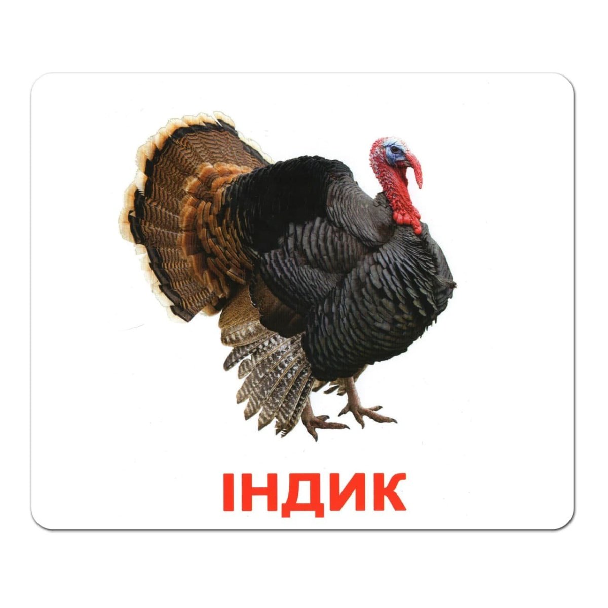 Карточка индюк для детей