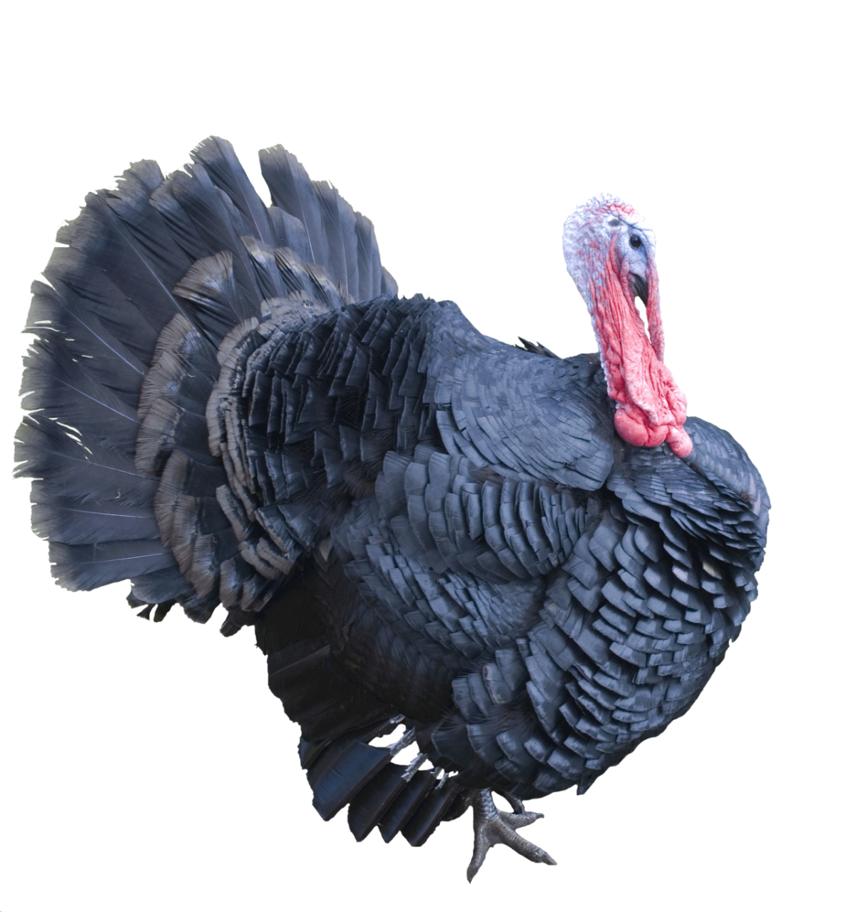 Индейка на белом фоне