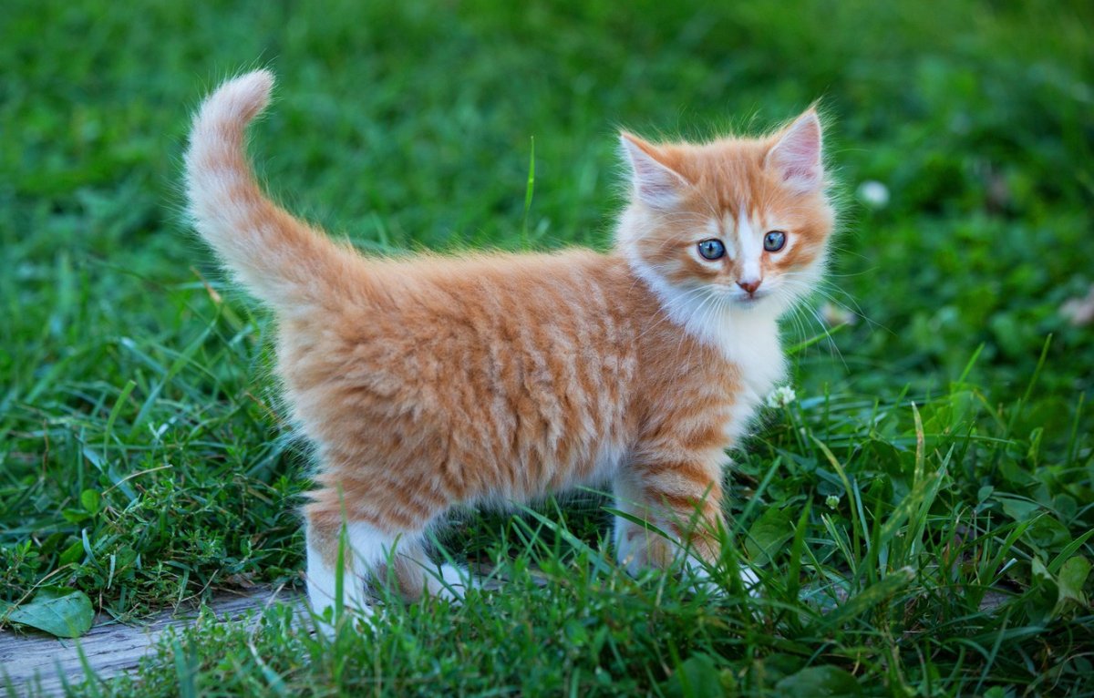 Рыже белый котенок