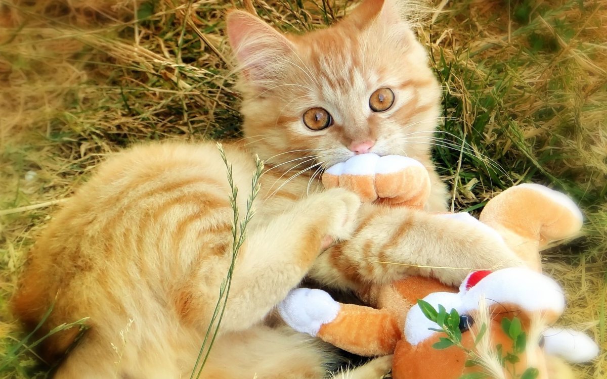 Рыжие котята фото