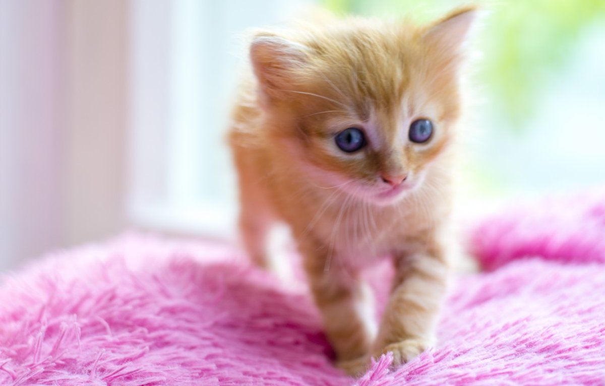 Мультяшные кошки