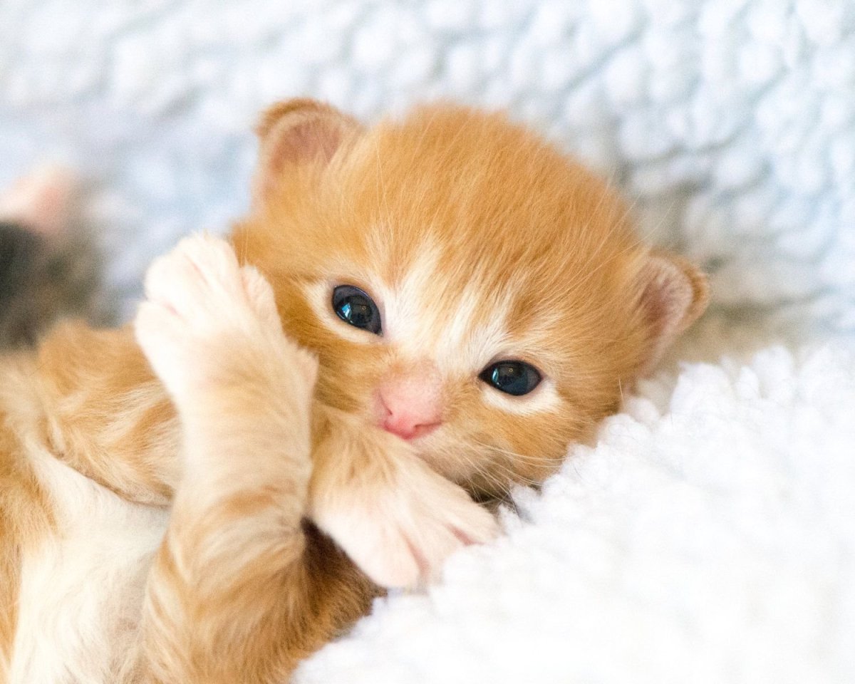 Сьюзен Бордет художник Ах,эти кошки