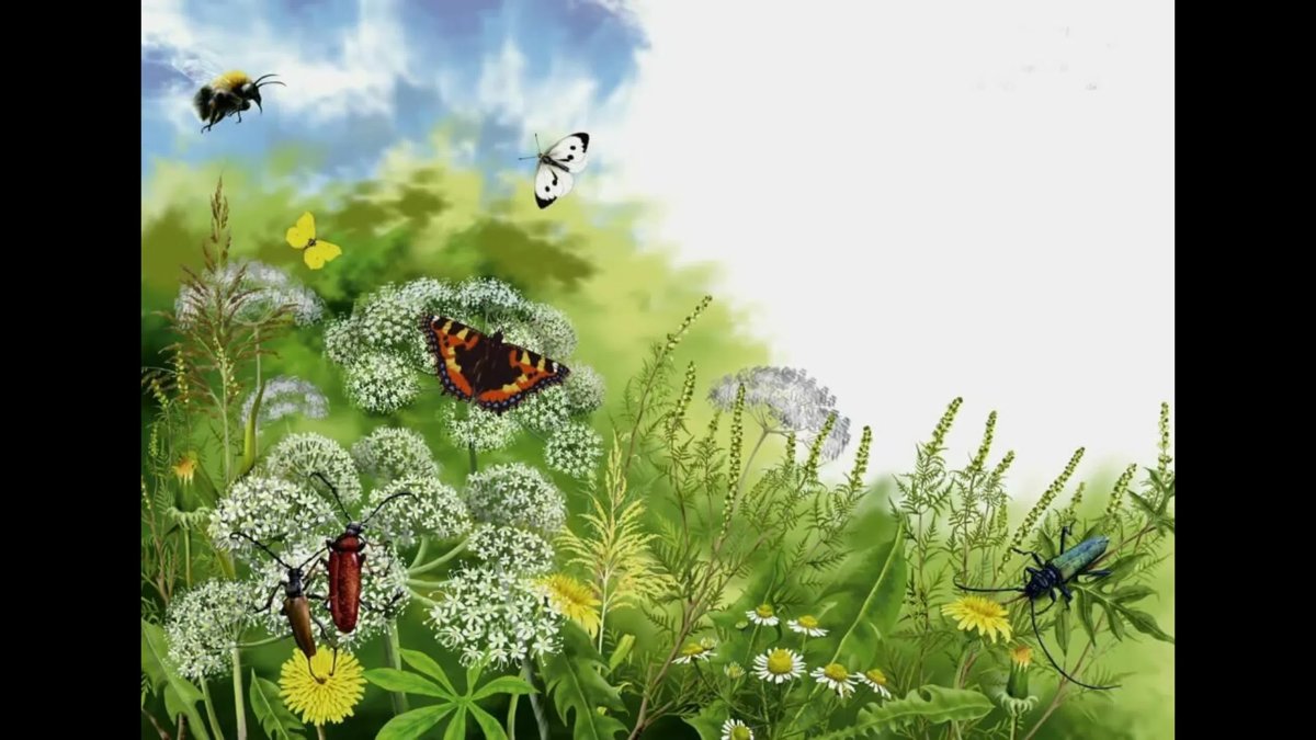 Фон Полянка