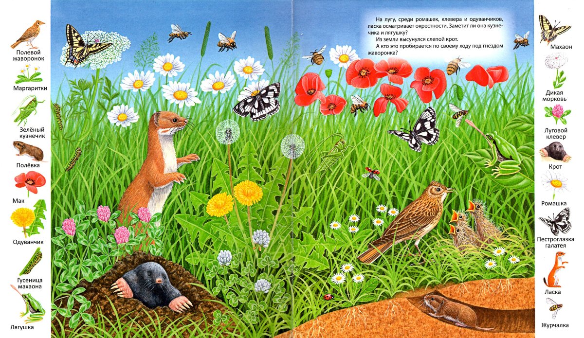 Трава с цветами на прозрачном фоне