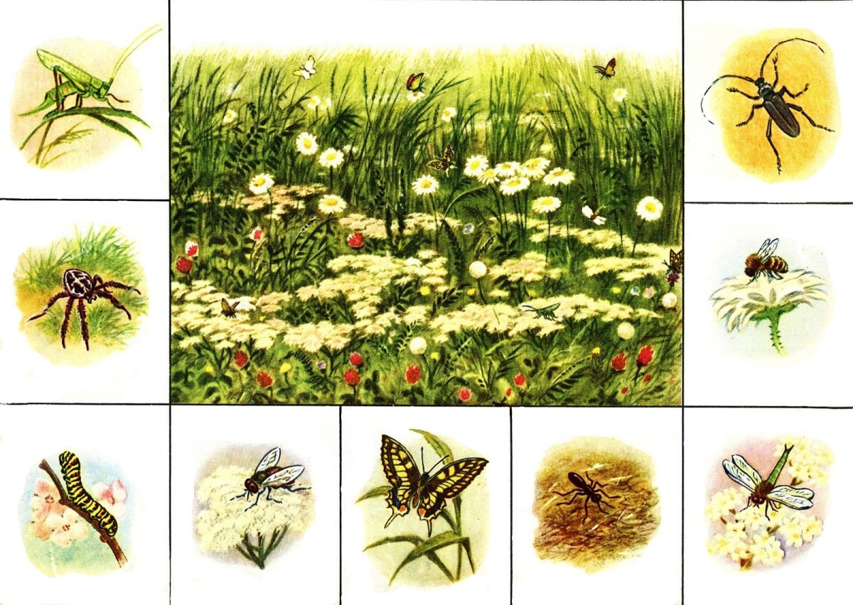 Фон для аппликации луг