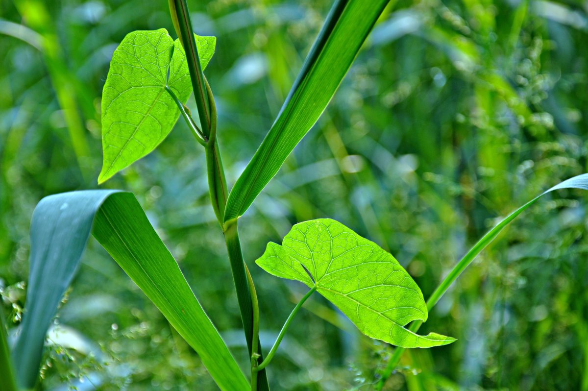 Лист тростника
