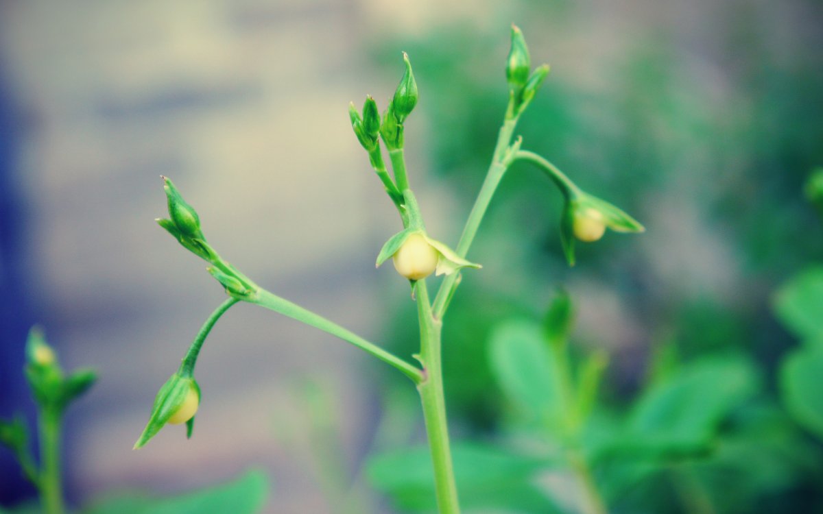 Стебель цветка