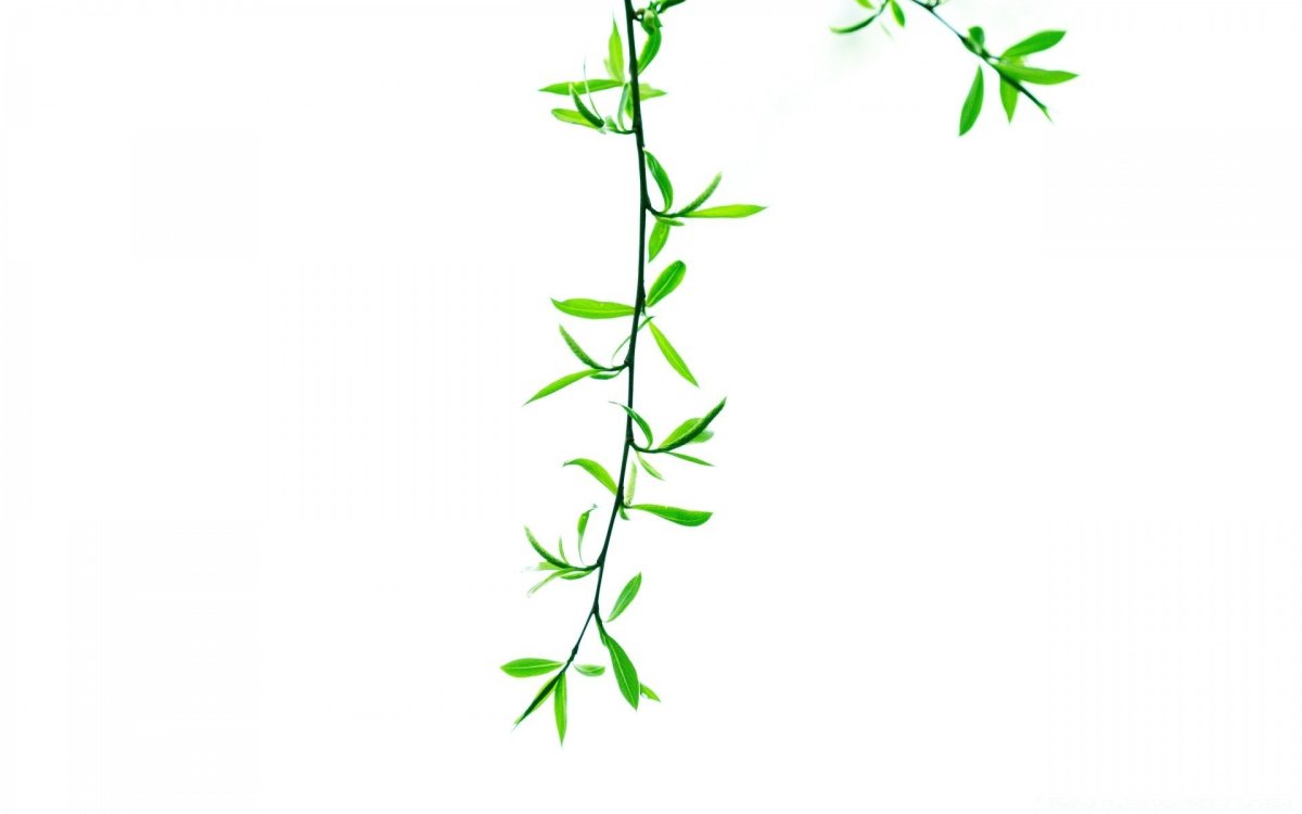 Зеленая веточка на белом фоне