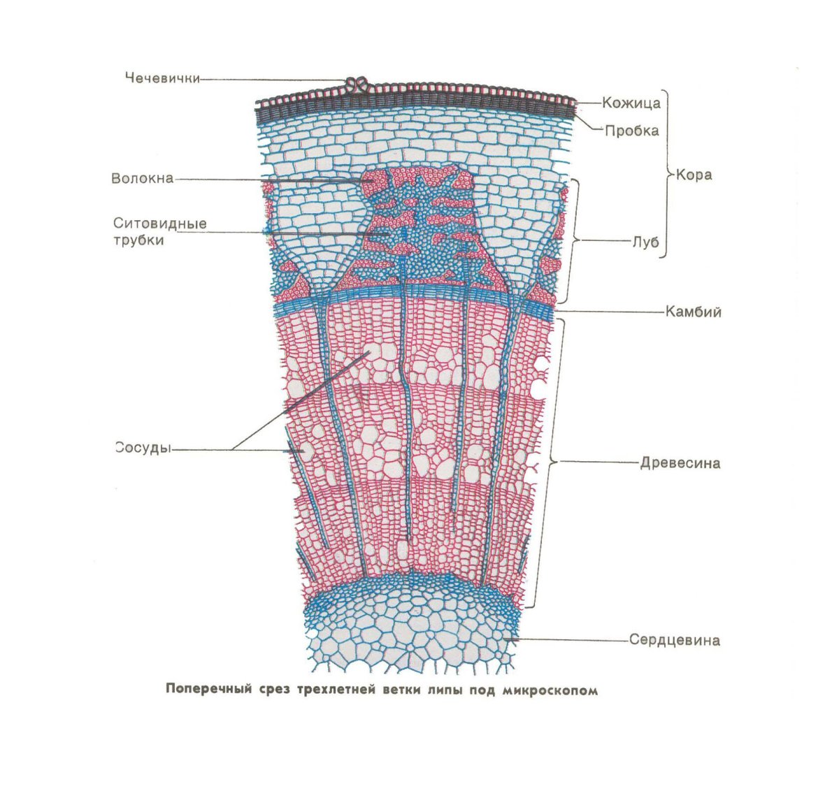 Строение поперечного среза древесного стебля