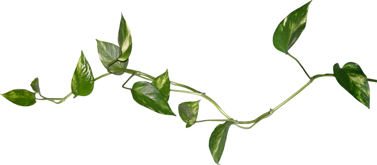 Растения без фона