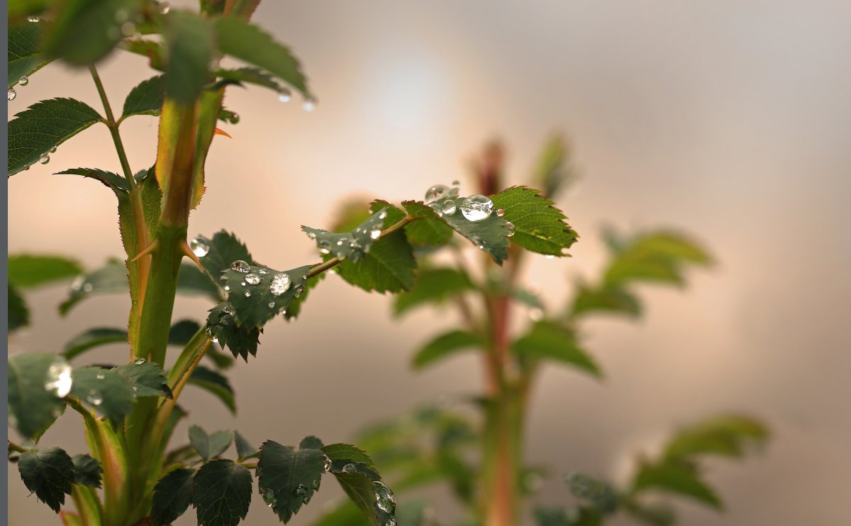 Строение стебля двудольного древесного растения