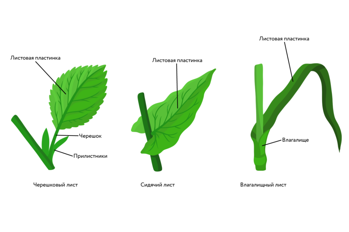 Очередное мутовчатое