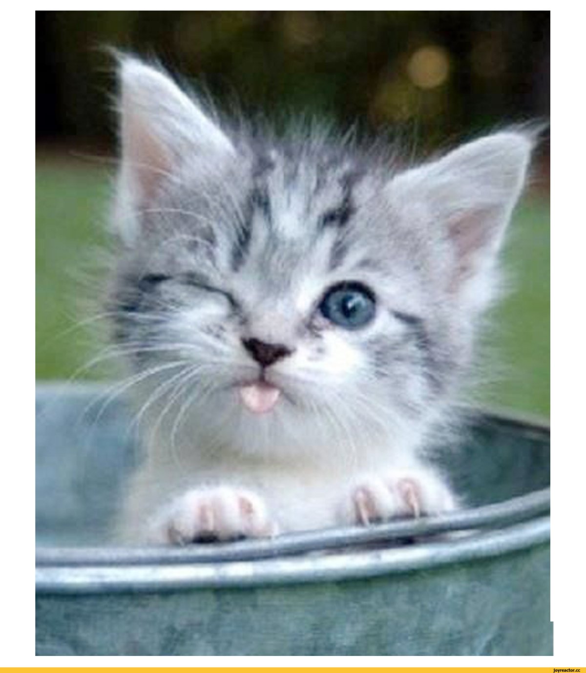 Не грусти котик