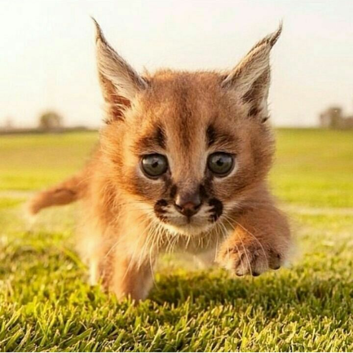 Открытка веселая для настроения