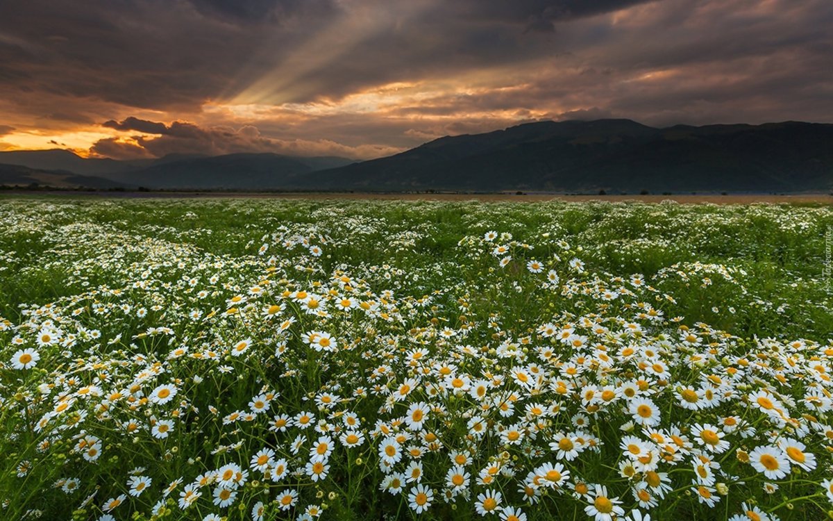 Ромашковое поле