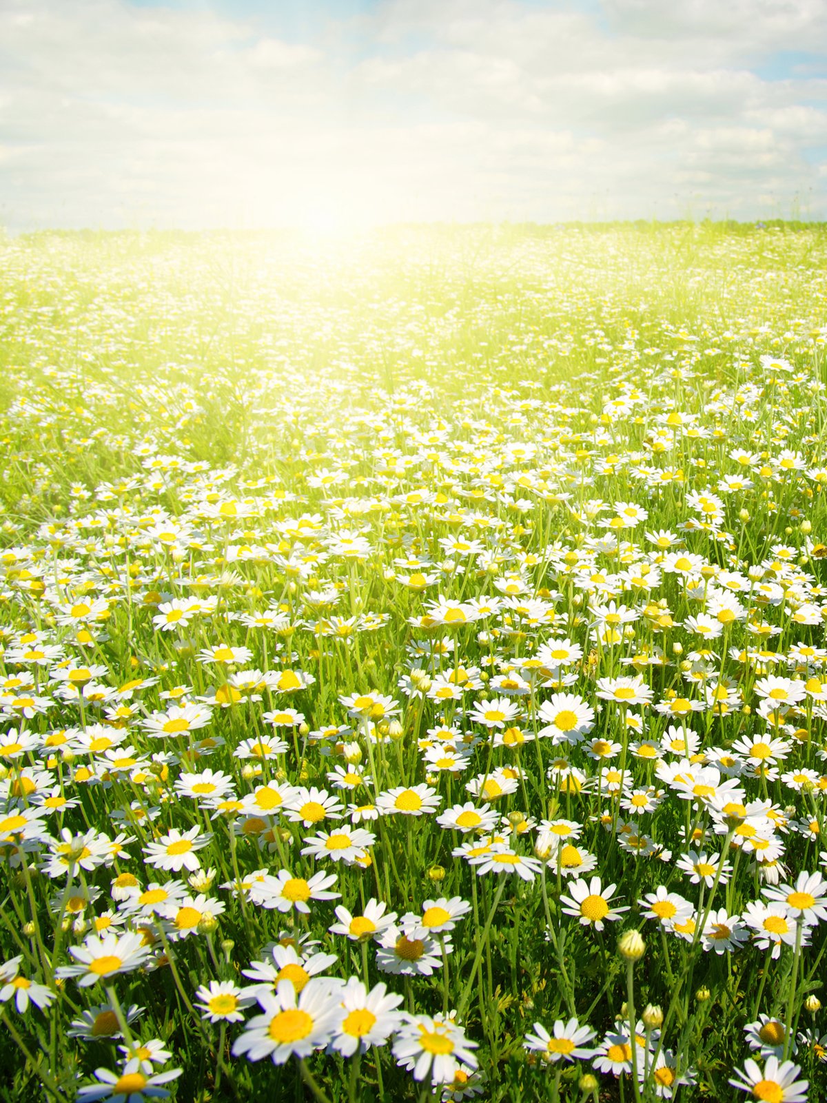 Фотосессия в поле с ромашками позы