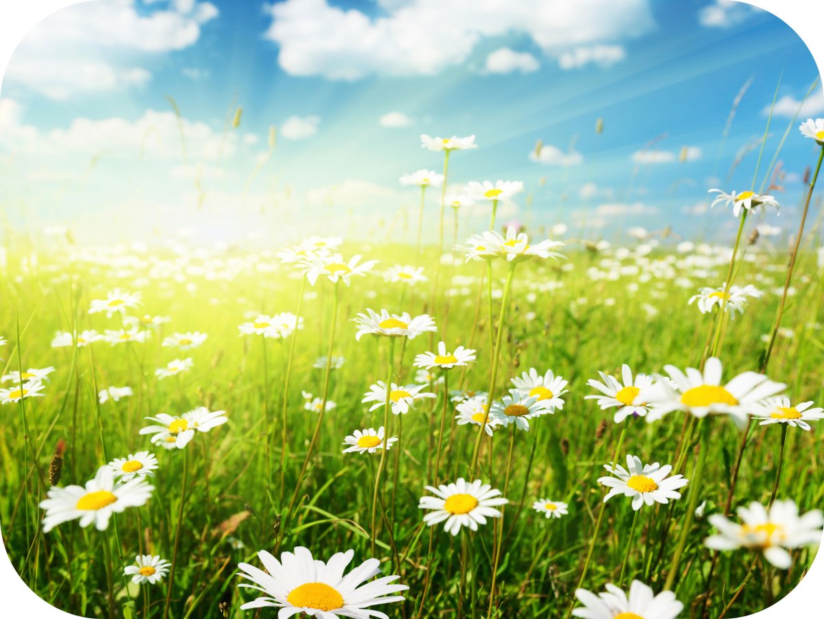Ромашковое поле
