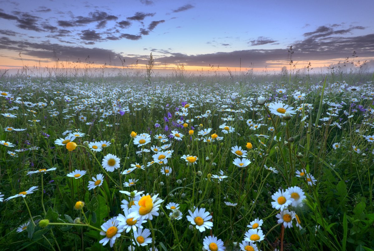 Девушка в поле ромашек