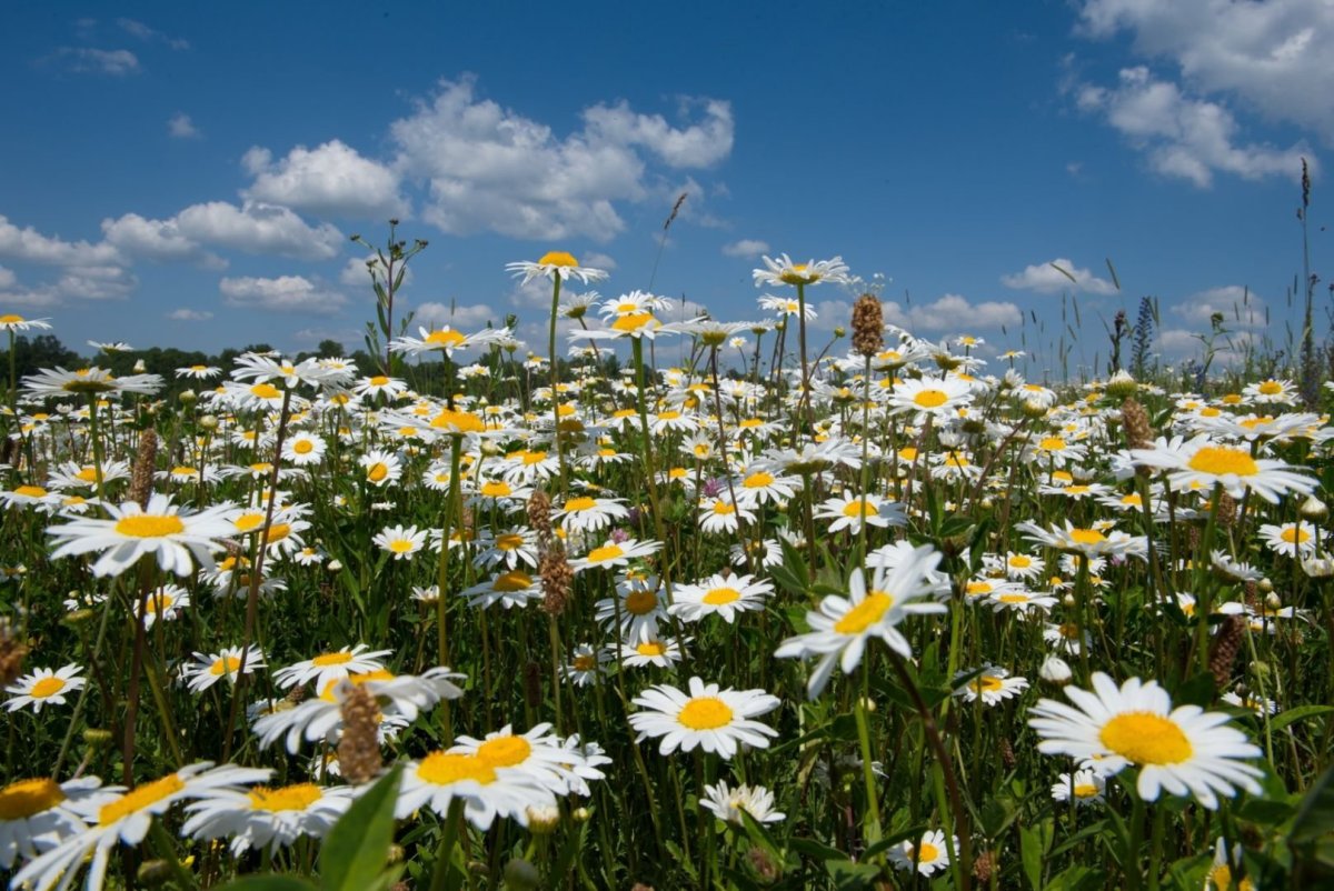 Букет полевых цветов в руках