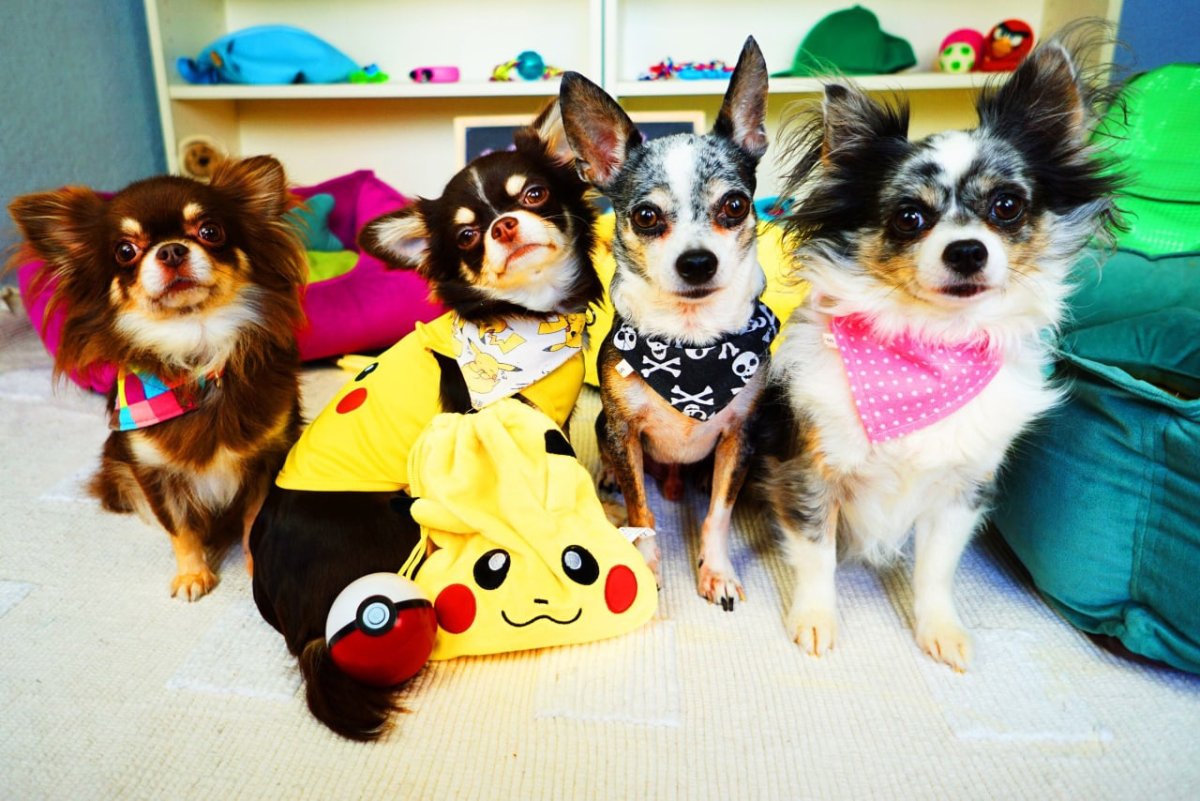 Энни Мэджик петс