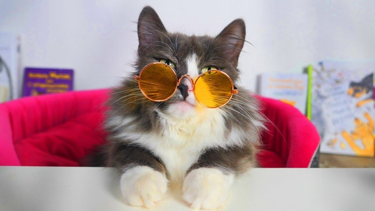 Мэджик петс Юми Чу и киса Алиса