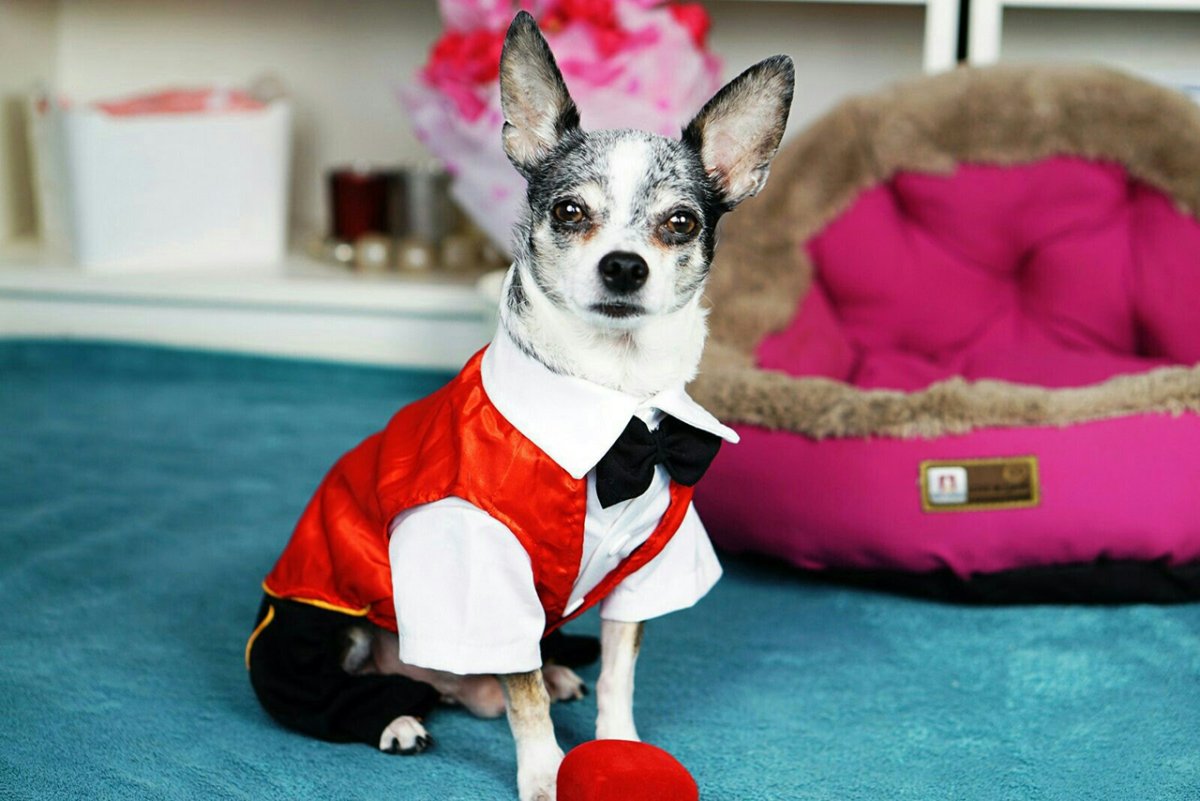 Мэджик петс