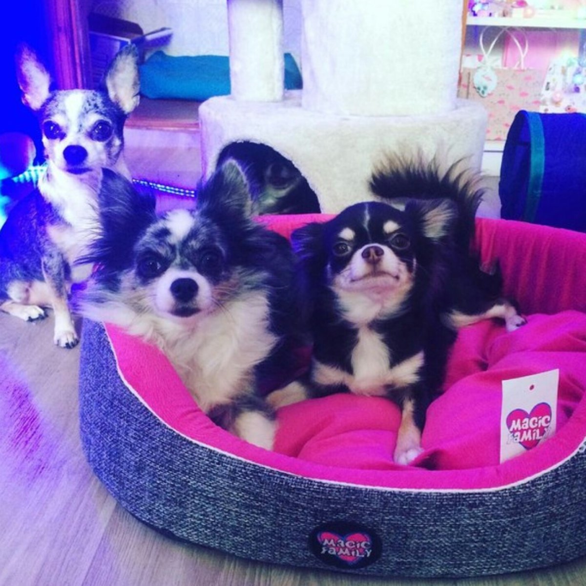 Юми Чу покемон Мэджик Фэмили