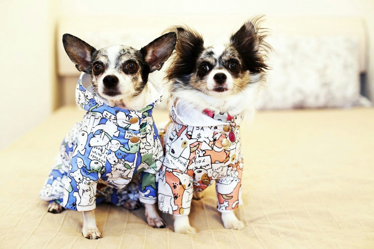 Киса Алиса Аня Мэджик