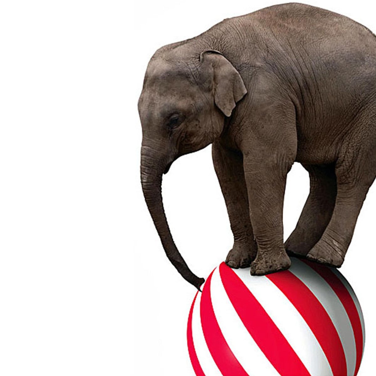 Слон на шаре цирк рисованный