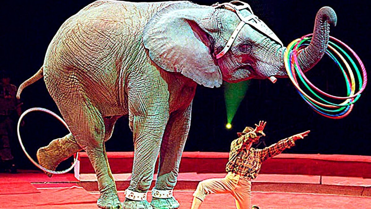 Животные выступающие в цирке