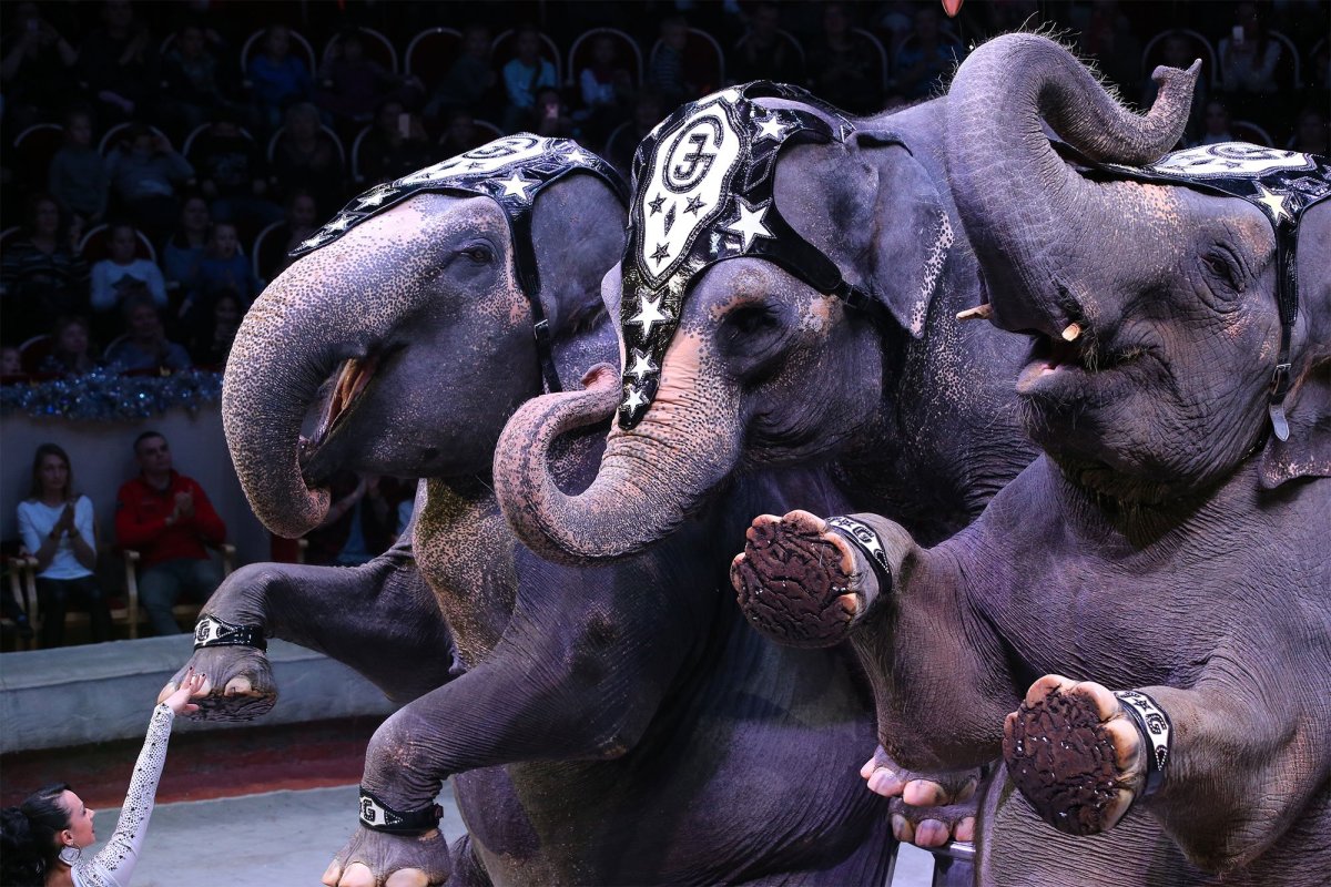 Африканские слоны в цирке
