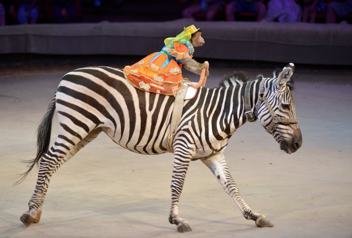 Животные в цирке