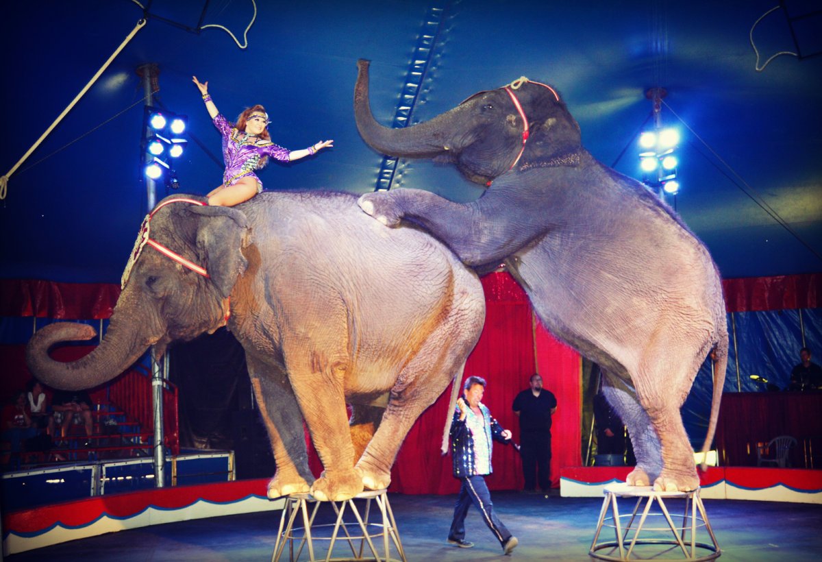 Дрессированные слоны в цирке