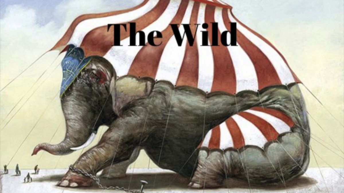 Тигр прыгает в цирке