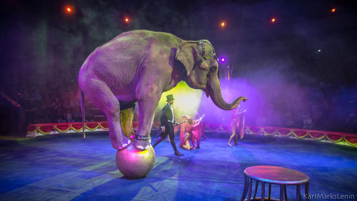 Шоу слонов Династия Корниловы