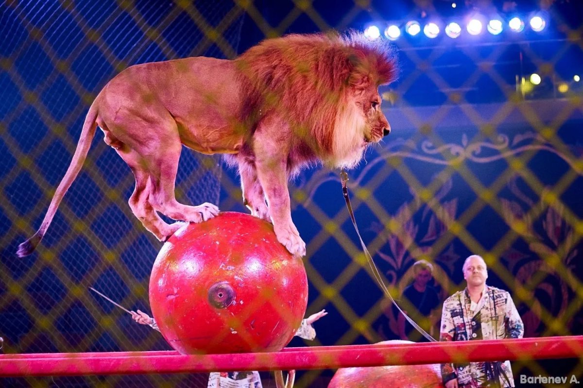 Лев в цирке