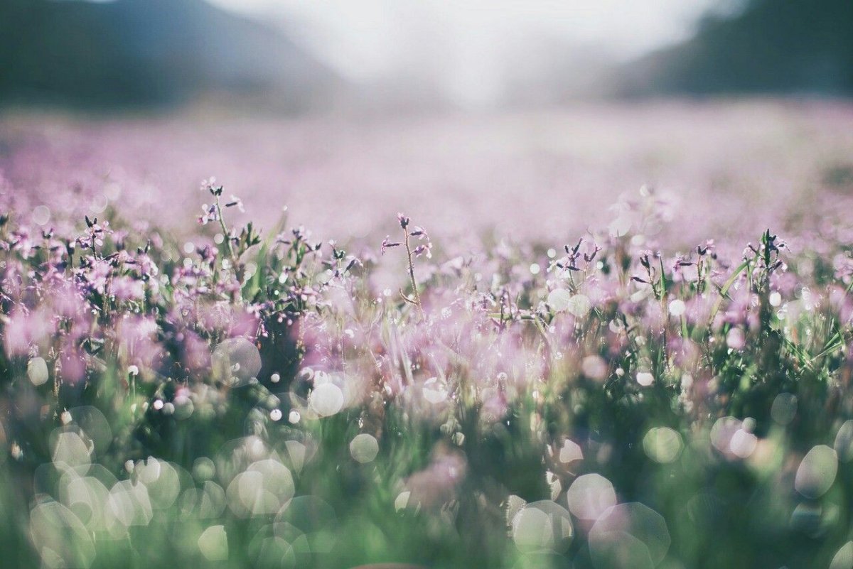 Природа в пастельных тонах