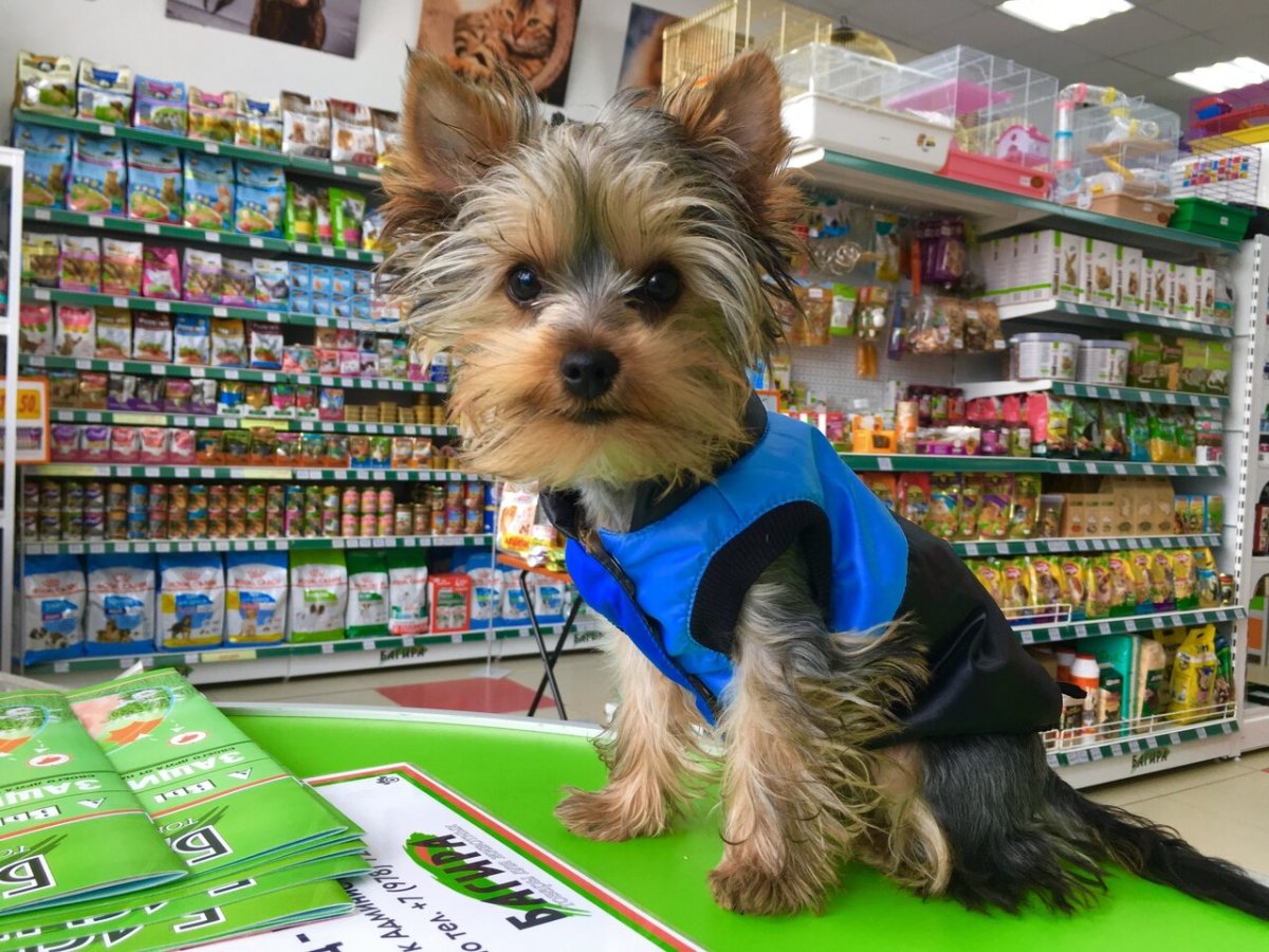 Зоомагазин животных