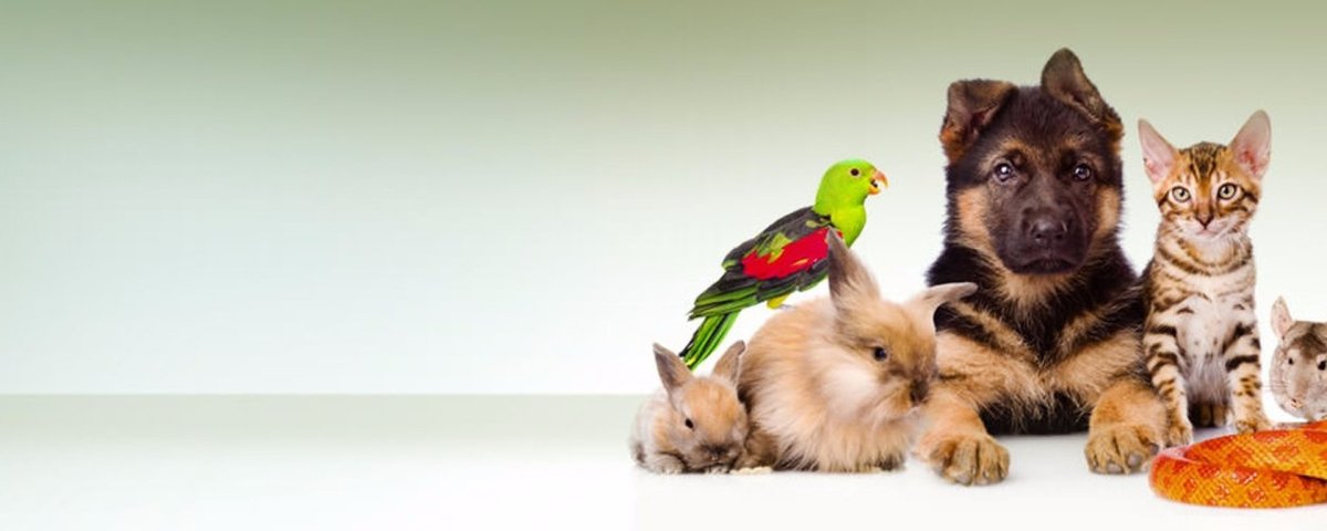 Зоомагазин внутри