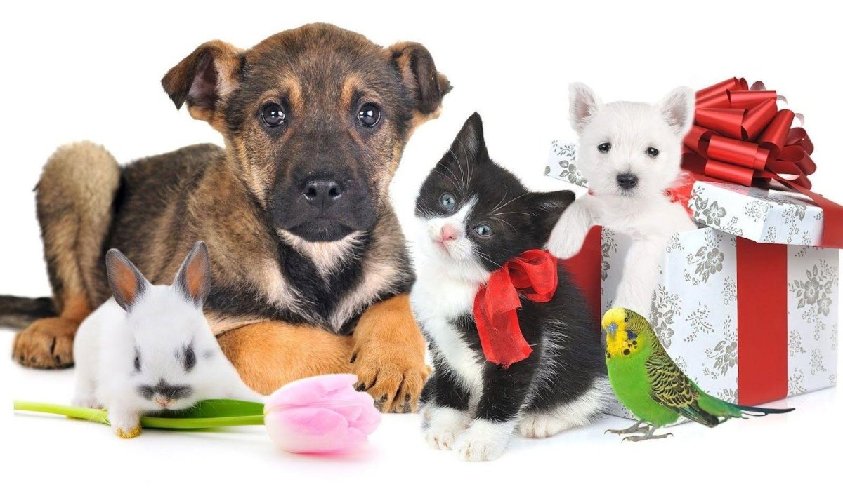 Красивый зоомагазин